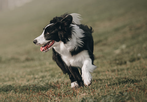 Shop All Dog Accessories | eDog Australia