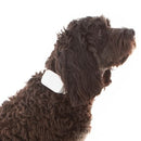 medium dog wearing the Citronella Spray Collar, illustrating its lightweight design and effectiveness in reducing excessive barking