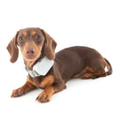 small d wearing the Citronella Spray Collar, illustrating its lightweight design and effectiveness in reducing excessive barking