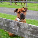 Dog wearing the Barktec Citronella Spray Collar, illustrating its lightweight design and effectiveness in reducing excessive barking