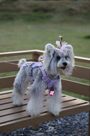 Rechargeable LED Dog Safety Light