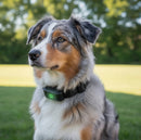Houndware Smart App-Controlled GPS Pet Fence