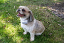 small dog wearing the Barktec Citronella Spray Collar, illustrating its comfortable fit 