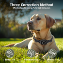 One sunlit golden Labrador lying on grass wearing a black rectangular training collar with a circular ring.