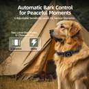 Golden retriever sitting by a beige camping tent wearing a black electronic collar with round button.