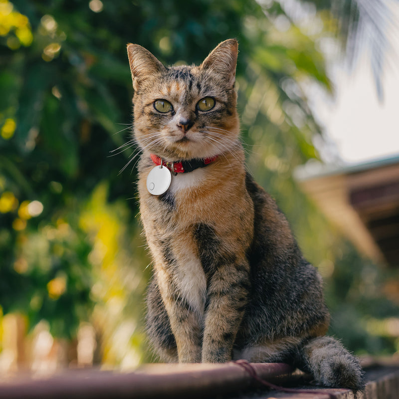 Find my pet tracker sales