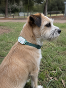 Smart Pet Tracker - GPS Tracking & Pet Safety Monitoring
