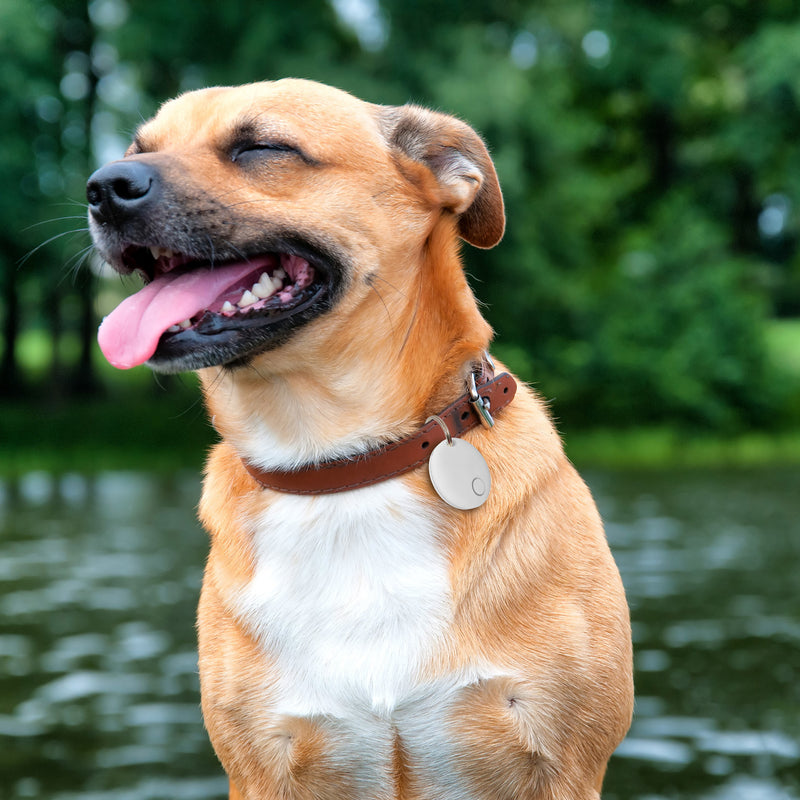 Iphone 2025 dog tracker
