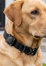 FRED Tactical Tracker Collar