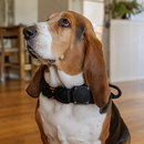 Fred Go Pet Tracker