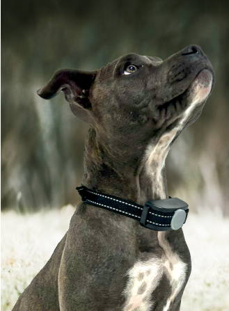 Best bark collar for large stubborn dogs clearance