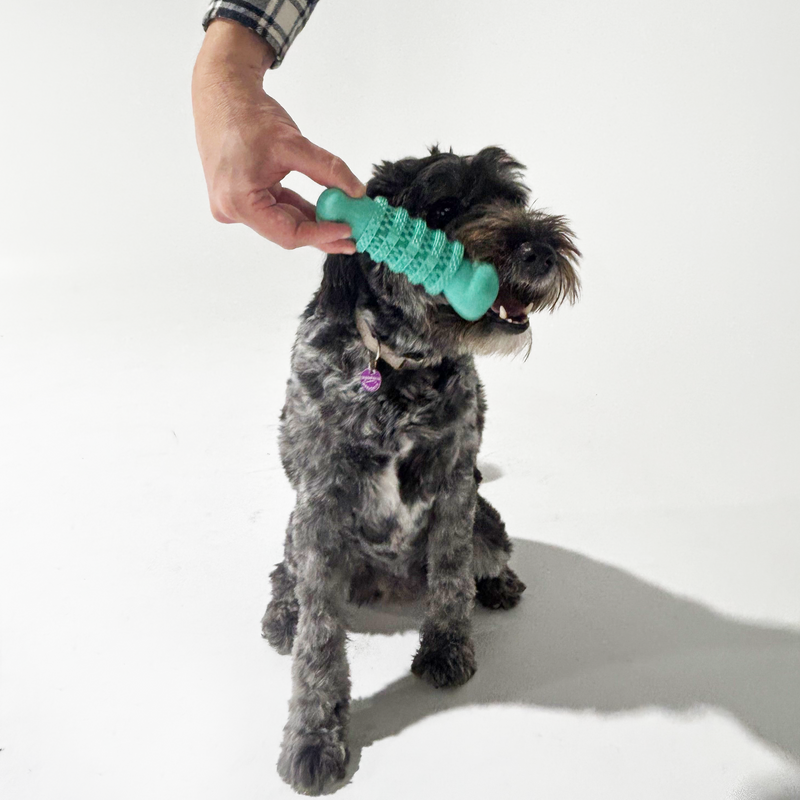 Pet owner holding the Rubber Dental Bone, highlighting its large size and easy-to-grip design for interactive play