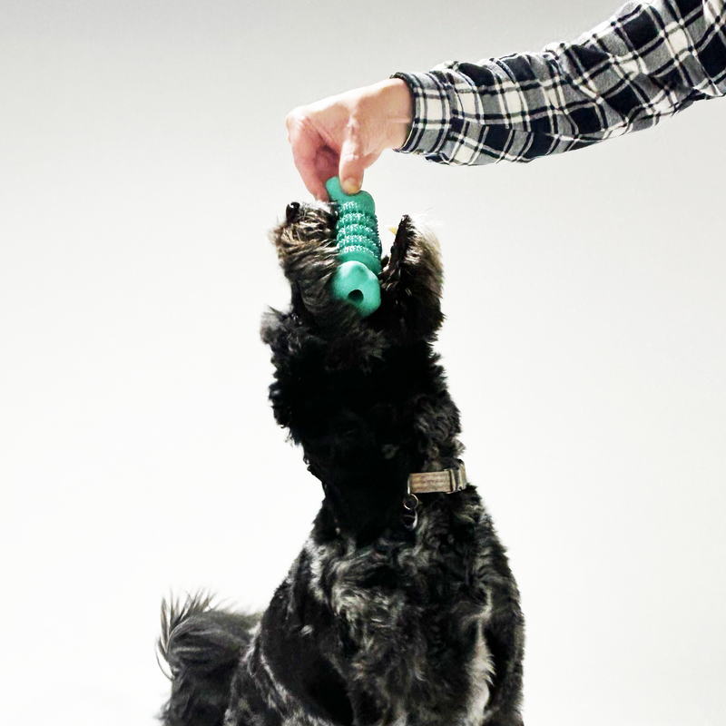 Pet owner holding the Rubber Dental Bone, highlighting its large size and easy-to-grip design for interactive play.