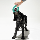 Large dog chewing on the Rubber Dental Dog Ring Toy outdoors, enjoying the durable design and dental benefits