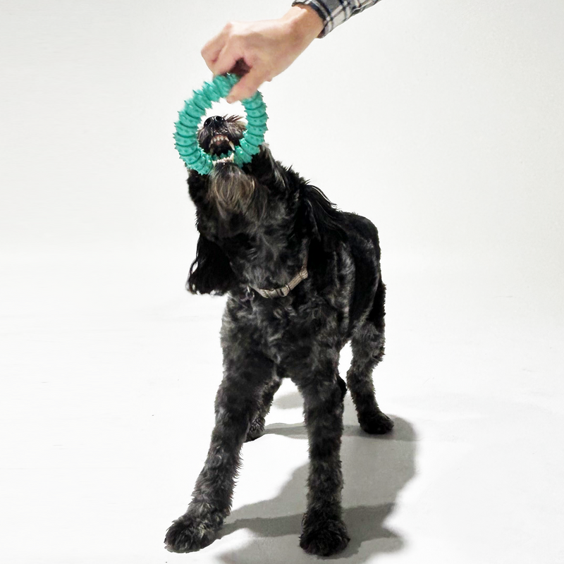 Medium-sized dog happily chewing on a dental toy from the K9 Bundle in a grassy yard - Encourages healthy chewing habits