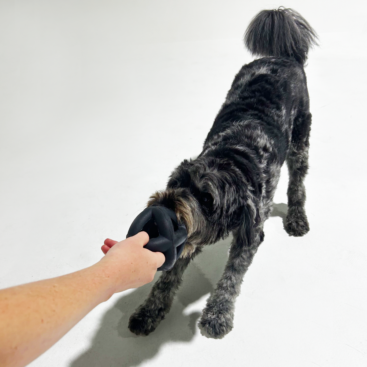 K9 Indestructible Dog Ring Ball K9 Collection eDog AU