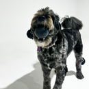 Dog chewing on the Strong Rubber Solid Ball, enjoying the tough design that withstands aggressive chewing