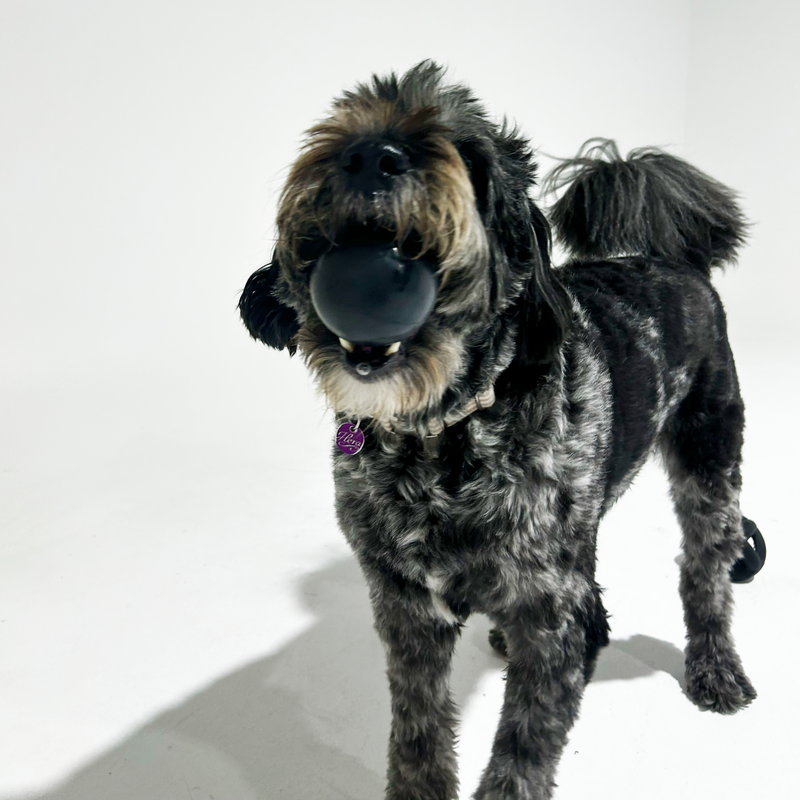 Close-up of a K9 durable chew toy with a textured surface, ideal for promoting dental health and satisfying chewing needs