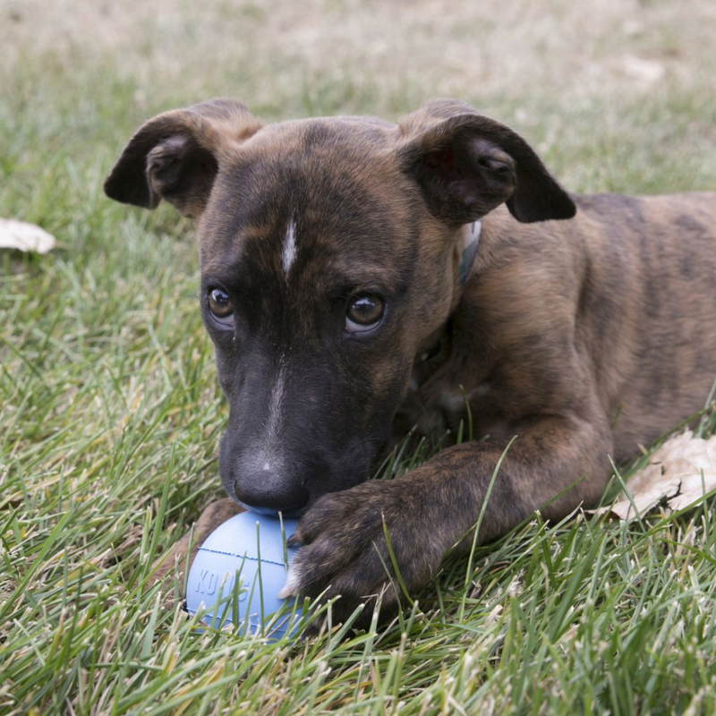 KONG Puppy Ball Small