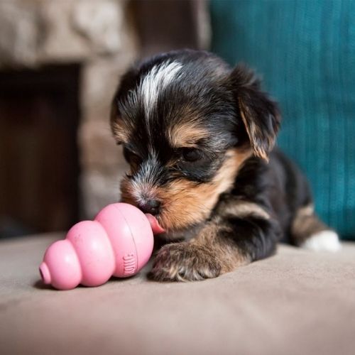 KONG Puppy Small