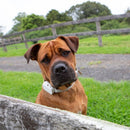 Barktec Rechargeable Sound & Citronella Spray Collar for 2 Dogs