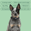One blue heeler dog wearing a black collar with a round black training device with display on green background