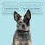 Houndware Advanced Shock Bark Control Collar For Stubborn, Medium to Large Dogs - alternate view