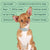 Small dog wearing the Houndware HW666 Training Collar, illustrating its comfortable fit and effectiveness in behavior training - alternate view