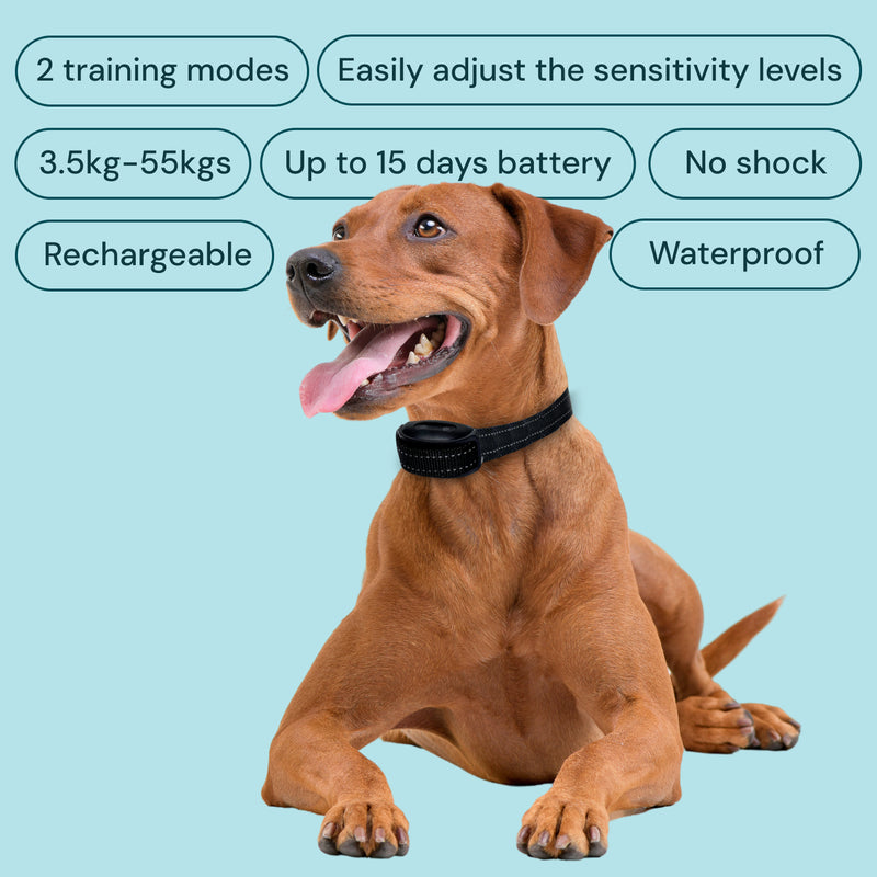 Why dogs bark in the first place