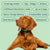 features of the Anti-Bark Collar, including multiple correction modes and sensitivity settings for customized bark control - alternate view