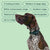 Close-up of dog wearing the HW900 remote control and training collar, highlighting the easy-to-use buttons and adjustable strap for a secure fit - alternate view