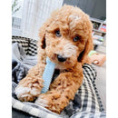 Fluffy brown puppy lies on a cosy dog bed. Chews a blue puppy toy for a healthy chewing habits.