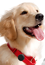 FRED Slide-On Collar Case