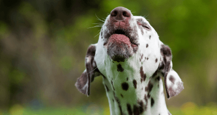 Brown and Whit Dalmatian dog barking 