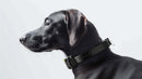 Houndware UltraControl Waterproof Training Collar