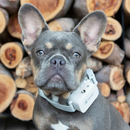 small dog wearing the Barktec Citronella Spray Collar, illustrating its comfortable fit 