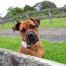 Large dog wearing the Barktec Citronella Spray Collar, illustrating its comfortable fit 