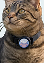 FRED Cat Tracker Collar
