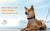 dog wearing heavy duty chain leash - alternate view