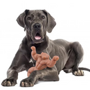 Dog holding muscle ultra-durable chew toy