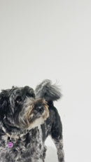 Medium-sized dog chewing on a K9 rubber chew toy, enjoying the tough and durable design perfect for strong jaws