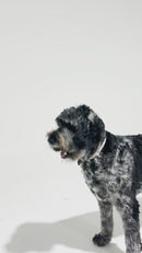 Large dog playing with a rope tug toy from the K9 Bundle - Ideal for interactive play and dental health