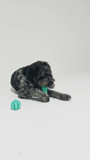 dog happily chewing on the Rubber Dental Bone, enjoying the durable material and dental benefits