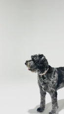 Large dog playing with the K9 Dental Bounce Treat Ball, enjoying the challenge of retrieving treats while promoting oral hygiene.