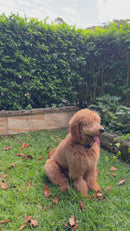 Outdoor Wireless GPS Dog Fence - 2nd Gen