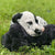 Snuggle Puppy ™ Dog Toy With Heart Beat and Heat Pad (Black) - alternate view