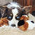 Dog playing Snuggle Puppy ™ Dog Toy With Heart Beat and Heat Pad (Brown and White) - alternate view