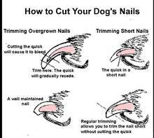 how to cut your dogs nails