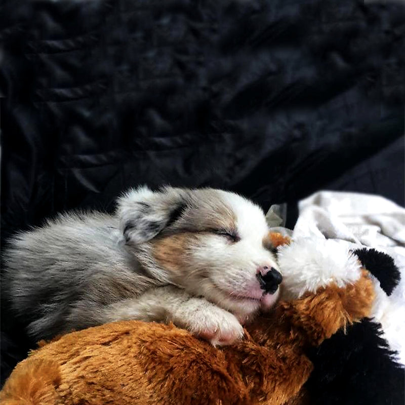 small puppy happily snuggle a brown snuggle puppy