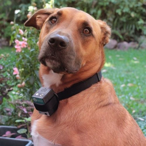 Citronella Dog Collars Buy Citronella Dog Collar Online